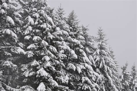 무료 이미지 숲 분기 눈 겨울 검정색과 흰색 서리 상록수 날씨 단색화 전나무 시즌 구과 식물 가문비