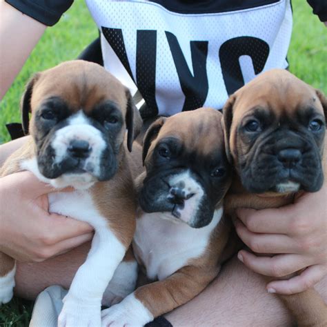 Click here to be notified when new boxer puppies are listed. Boxer dog puppies available | 2 months old in PENRITH, NSW ...