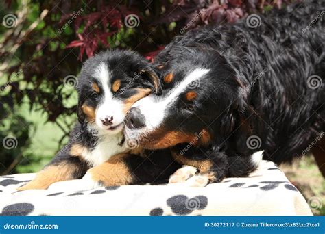 Bernese Mountain Dog With Puppy On Blanket Stock Image Image Of Doggy