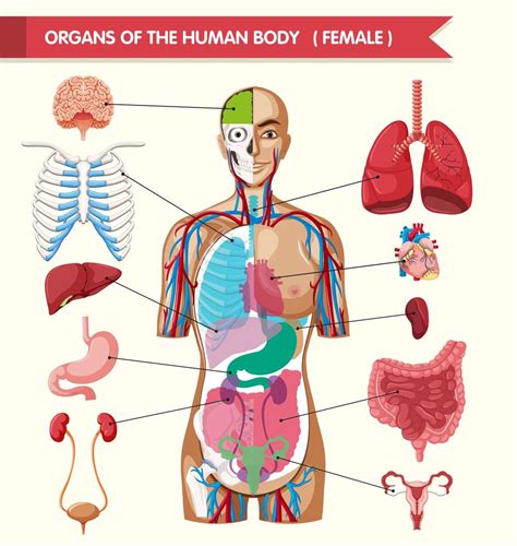 Diagrama De órganos Del Cuerpo Humano 416524 Vector En Vecteezy