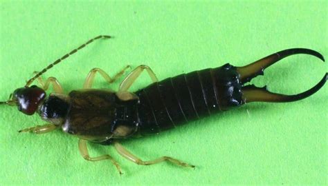 Long Skinny Black Bug In House Uk Milda Gary