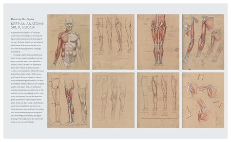 Galleon Basic Human Anatomy An Essential Visual Guide For Artists