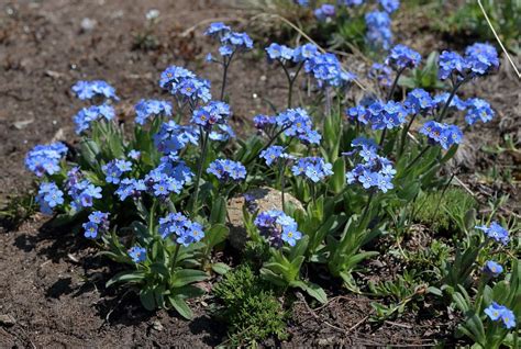 Myosotis Alpestris Alpine Forget Me Not The Alpine Flora Of Zermatt