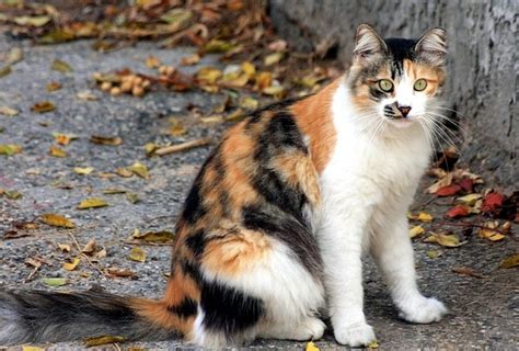 Domestic Longhair Cat Cat Breeds Encyclopedia