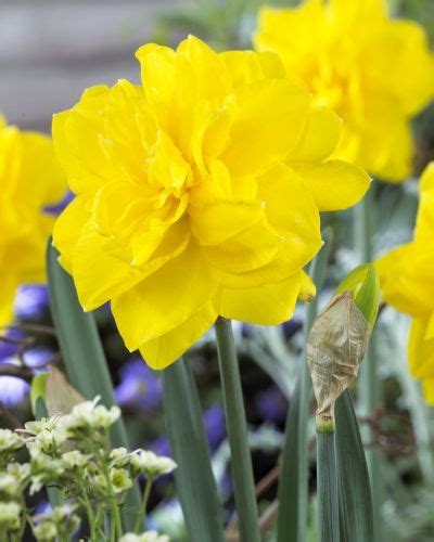 Plant bulbs at one and half times their own depth in sun or partial shade. Narcissus Golden Ducat - Anglia Bulb Company