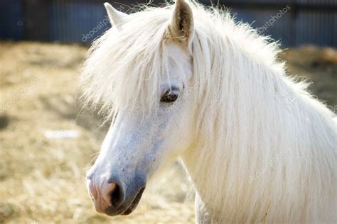 Beautiful White Horse — Stock Photo © Svetlana 1938529