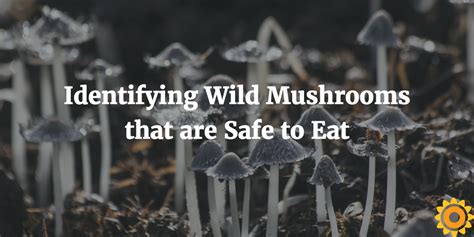 Identifying Wild Mushrooms That Are Safe To Eat Wild Mushrooms