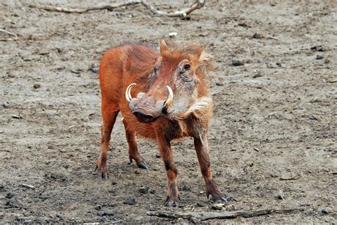 African Bush Pig 4x6 300 Flickr Photo Sharing