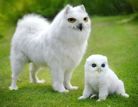39 Unexpected Animal Hybrids That Would Be Hilarious In