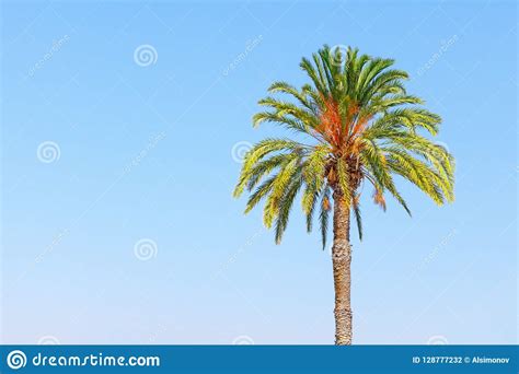 Beautiful Palm Tree On A Background Of Clear Blue Sky On