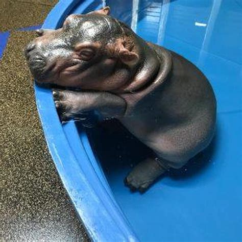 Show Off That Chin Baby Fiona The Hippo Cincinnati Zoo Pictures