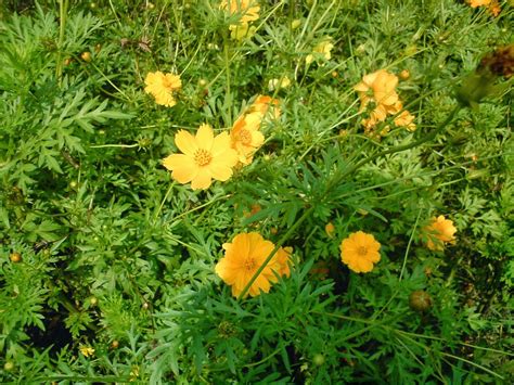 Jenis bunga yang paling lazim layaknya bunga mawar, melati, tulip atau anggrek udah banyak dibudidayakan di bisnis perkebunan bunga yang apalagi udah tersebar luas di indonesia. Botani : Daun Majemuk Dan Bunga Majemuk