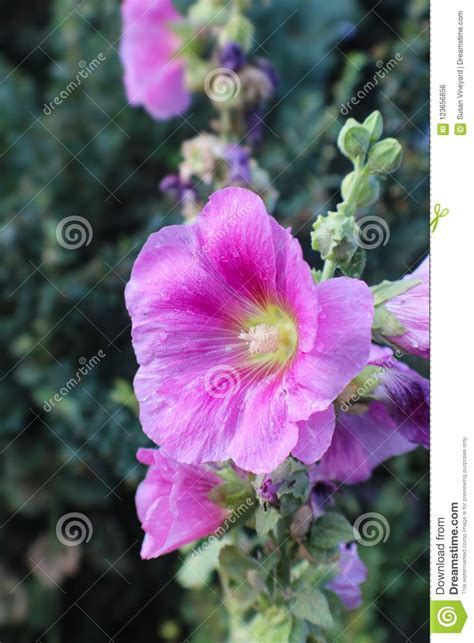 Pink Hollyhock Wih Raindrops In Full Bloom With Surrounding Greenery