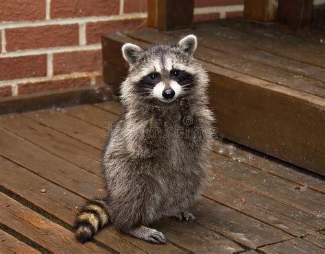 Spring Baby Raccoon Stock Image Image Of Pets Curiosity 2528367