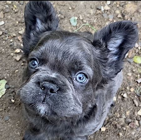 French bulldog breeders in australia and new zealand. FLUFFY FRENCHIES! - REO Ranch