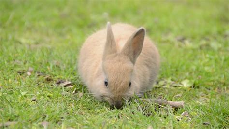 Cute Babe Bunny Rabbit Eating Grass 2 This Video Show A