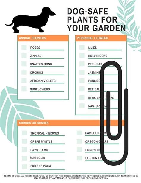 15 Colorful Flowers You Can Plant In A Dog Safe Garden In 2021 Dog