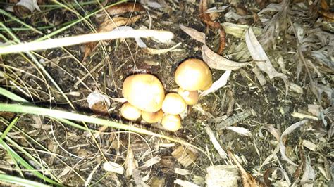 First Stroll Edible Psychedelic Mushroom Hunting And