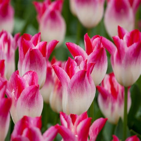 Tulip Whispering Dream Suttons
