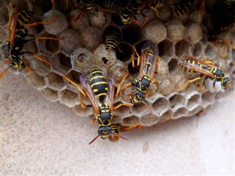 Bright Striped Wasps Build Themselves A Grey And Scary Hornets Nest In