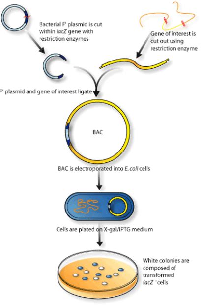 Bacterial Artificial Chromosomes Bacs Features Definition Bacterial