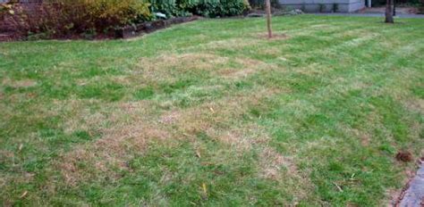 How To Identify The Cause Of Brown Spots In Your Lawn Todays Homeowner