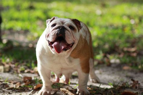 People also love these ideas. Johnson's Exotic Bulldog Dams - Johnson Freelance Bulldog ...