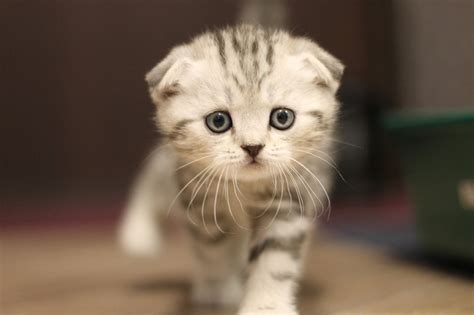 Scottish Fold Cat Breed Info Pictures Temperament And Traits Pet Keen