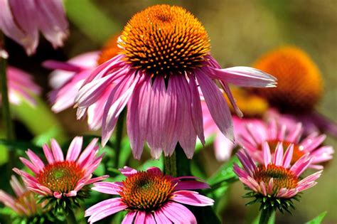 Summerflowersplantname 17best summer flower permanent plants with their names to watch more videos subscribe my early summer blooms around our home. Summer flowers | Blooming flowers, Flowers perennials ...