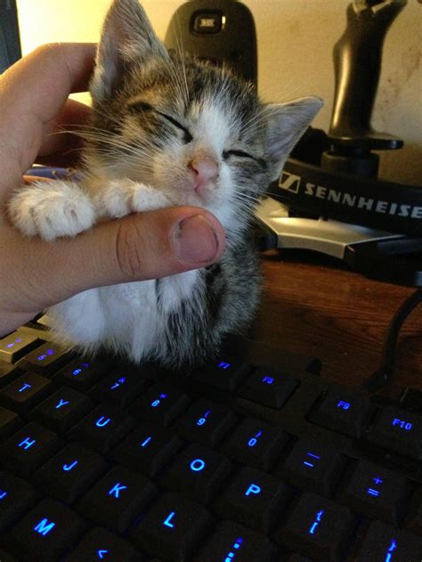 She fell asleep like this after I didn't allow her on the keyboard