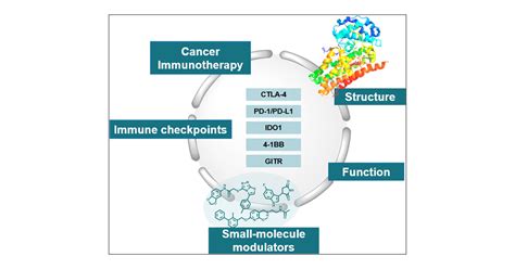 Structurefunction Analysis Of Immune Checkpoint Receptors To Guide