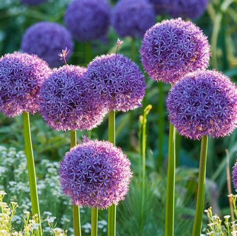 Your Guide To Summer Bulbs 15 Types Where To Buy And When To Sow