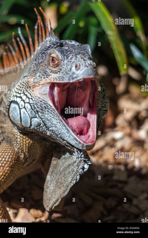 Lizard Mouth Open Hi Res Stock Photography And Images Alamy