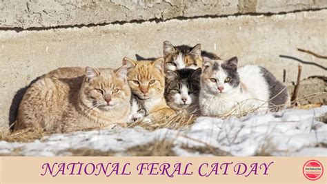 National Feral Cat Day 2023 When Why And How To Celebrate