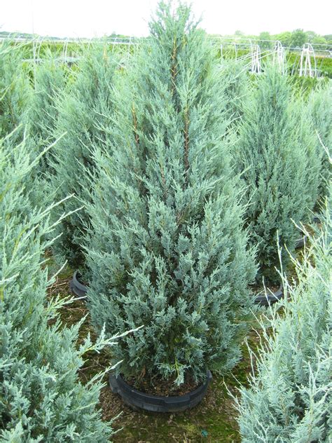 Witchita Blue Juniper Garden Landscape Design Evergreen Garden