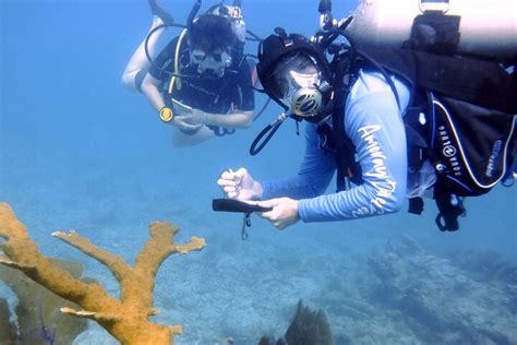 Amoray Dive Center Key Largo All You Need To Know Before You Go