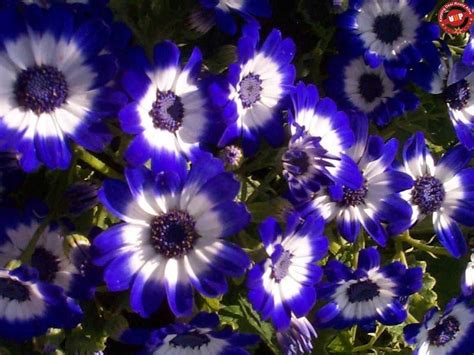 Blue Flowers Wallpaper Garden Ideas Flowers And Gardens