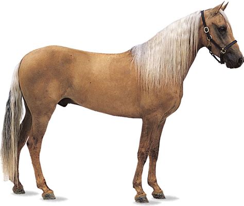 Horse Anatomy Adaptations Gait Britannica