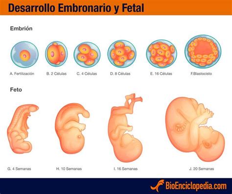 Desarrollo Embrionario Y Fetal Stages Of Fetal Development Prenatal The Best Porn Website