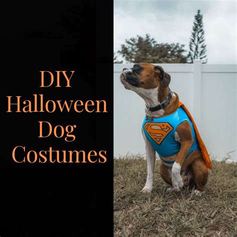 10 Diy Halloween Dog Costumes That Wont Drive Them Crazy Holidappy