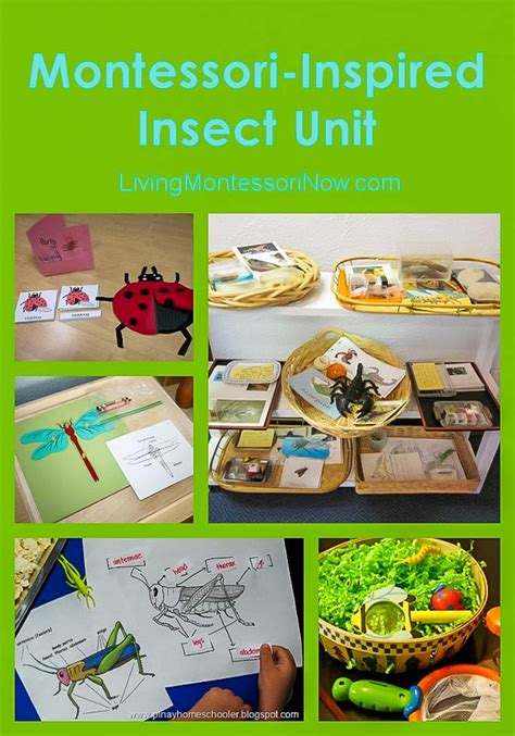 Montessori Inspired Insect Unit