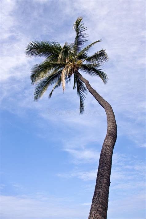 Single Palm Tree Picture Image 4202840