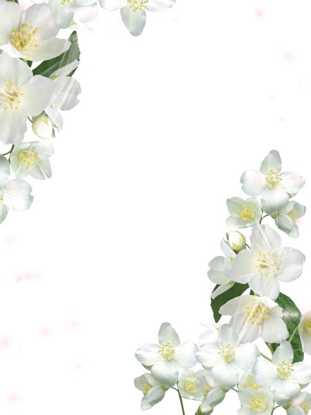 Transparent White Frame With White Flowers Watercolor Tattoo Flower