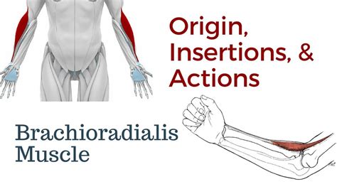 Brachioradialis Muscle Origins Insertions And Actions In 2021 The