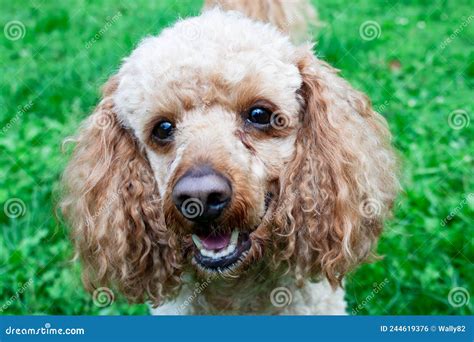 Medium Apricot Colored Poodle Lying On The Grass Stock Photo Image