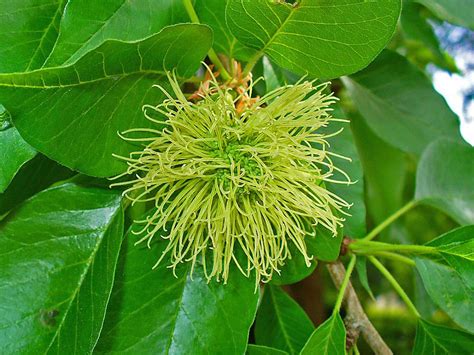 Osage Orange Facts And Health Benefits