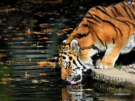 Tigers Pond Bengal Tiger Drinking Water 1024x768 Wallpaper