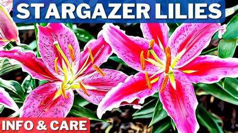 Stargazer Lilies Info And Care How To Grow Stargazer Lilies