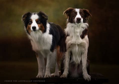 Australian Shepherds Vs Border Collies Similarities And Differences