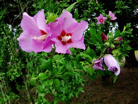 Hibiscus, rose of sharon, shrub althea (hibiscus syriacus) by jules_jewel. Trees, Plants, Flowers: July 2012